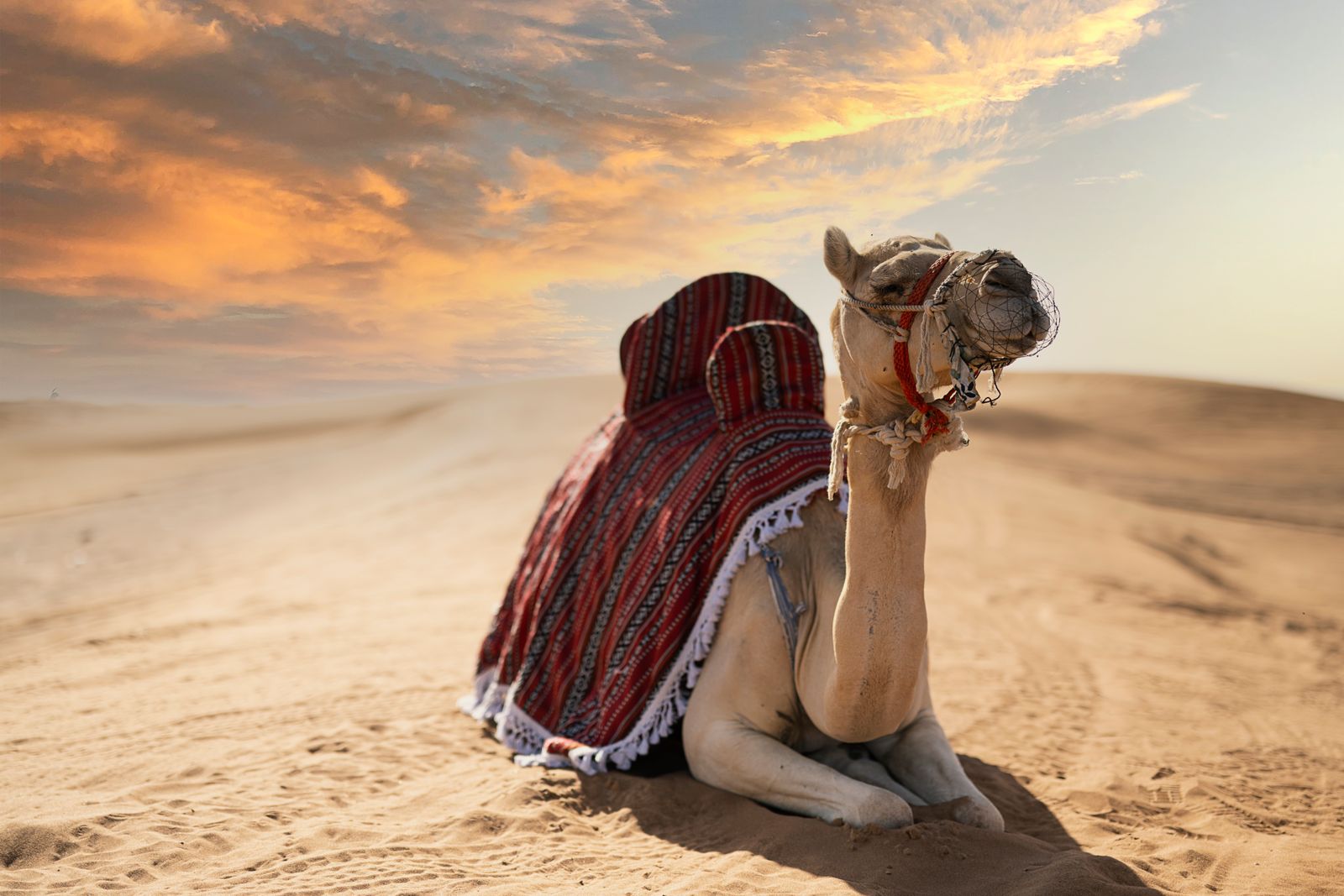 Camel at sunset