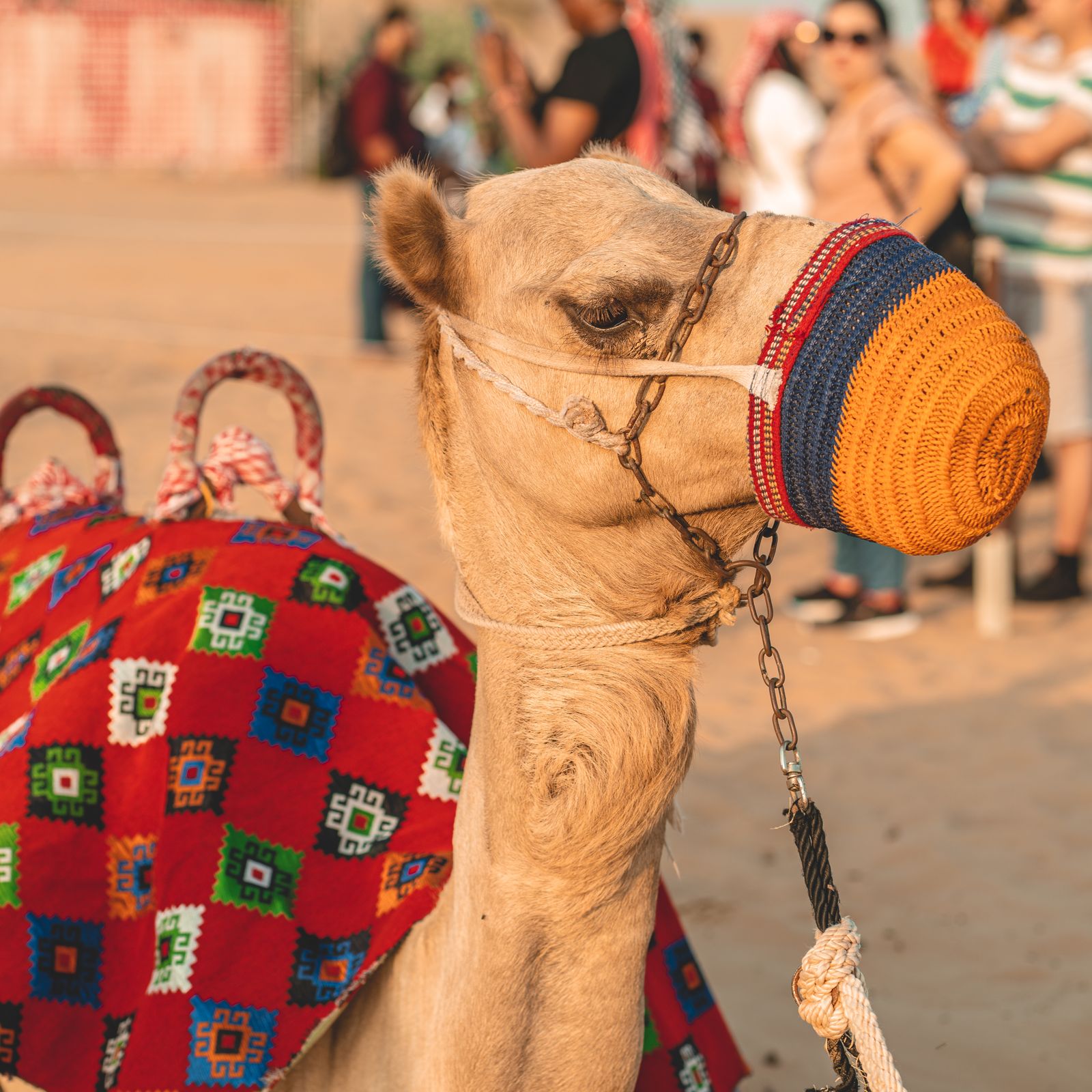 Decorated camel