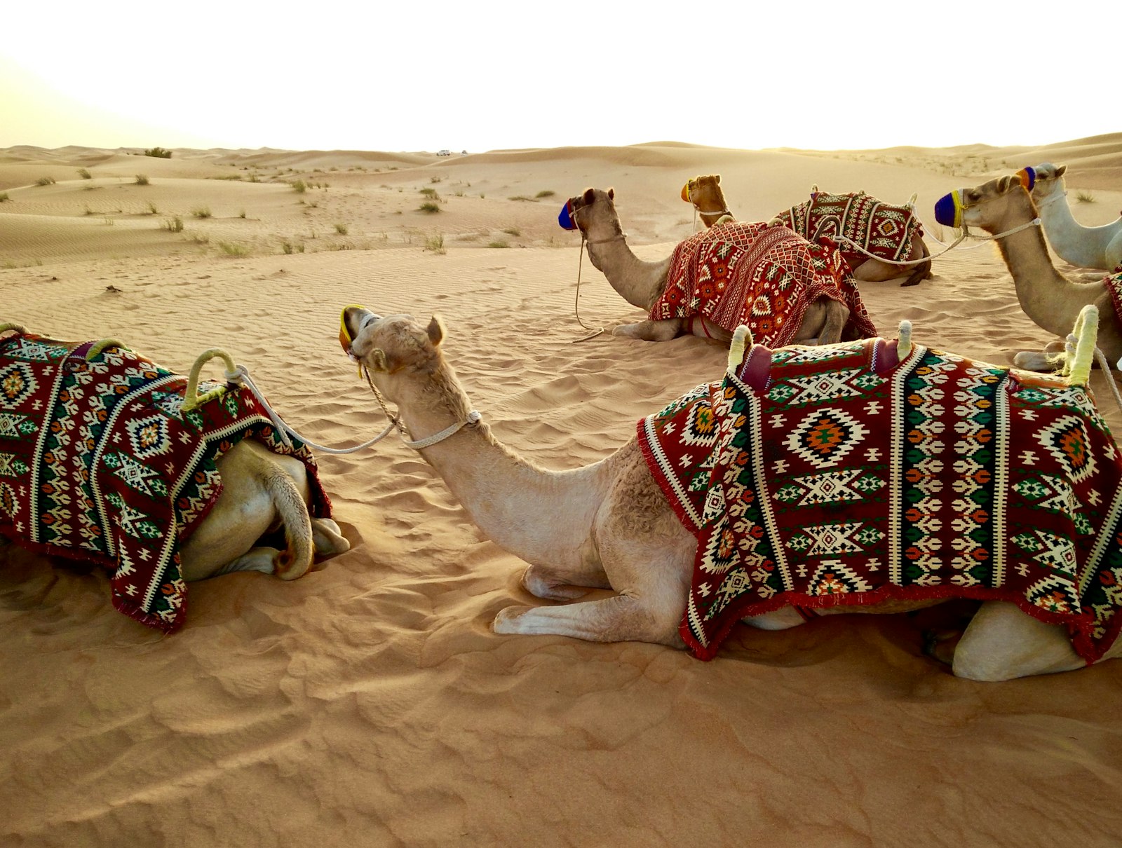 Camels resting at camp
